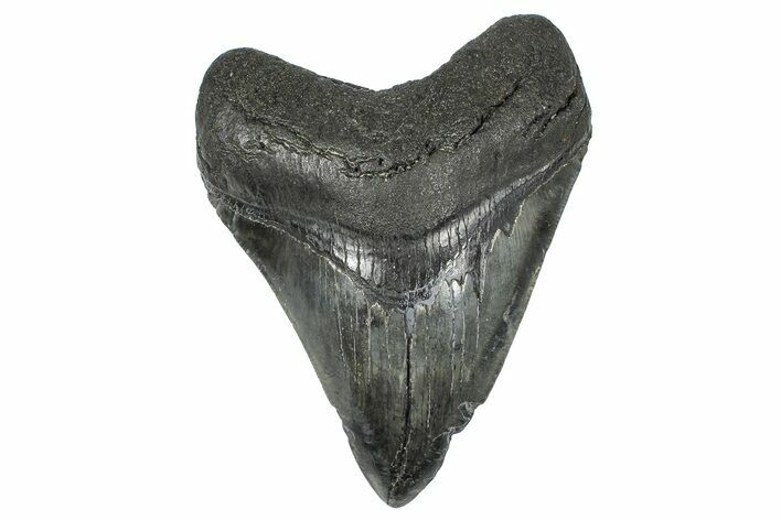 Fossil Megalodon Tooth - South Carolina #368009
